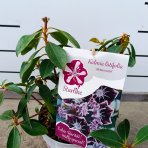 Kalmia širokolistá (Kalmia latifolia) ‘MITTERNACHT’  - výška 20-30 cm, kont.C3L